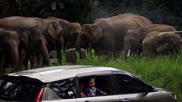 7 Tempat Wisata Long Weekend di Bogor yang Cocok untuk Anak-Anak