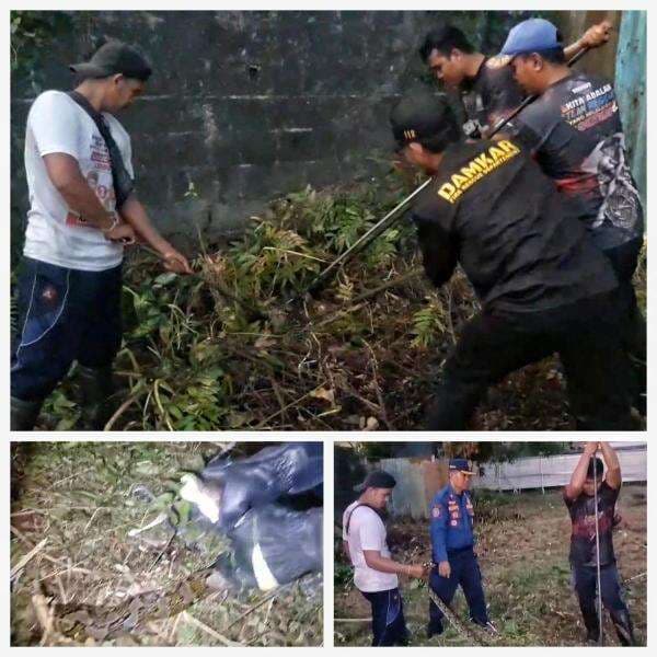 Ular Piton 3 Meter Dievakuasi dari Lahan Kosong di Palangka Raya, Sempat Melawan