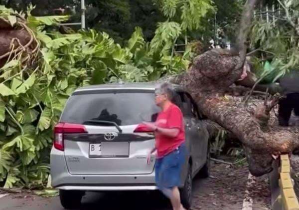 Pohon Besar Tumbang Menimpa Sebuah Mobil di Dekat Bundaran Senayan