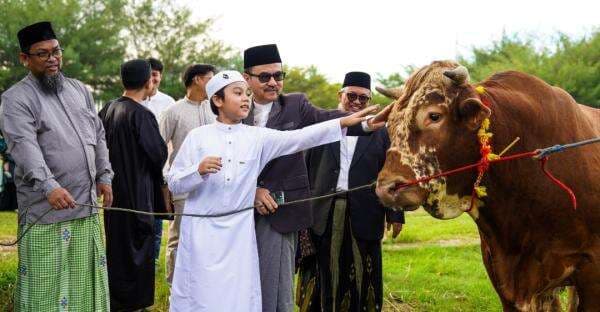 Sapi Kurban Presiden Prabowo di Makassar Beratnya 1,2 Ton!