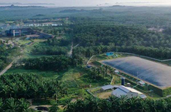 BWPT Tawarkan Obligasi Rp210 Miliar untuk Refinancing dan Modal Kerja