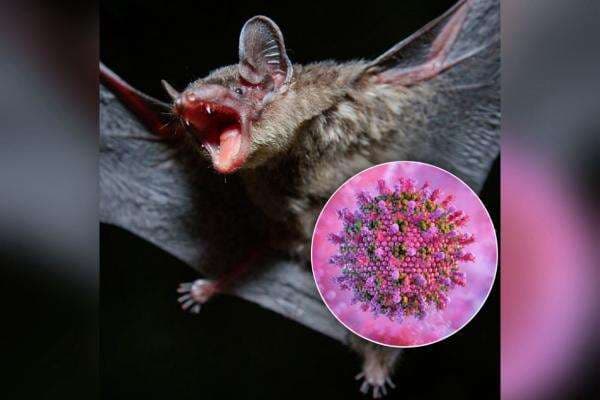 Virus Nipah Menyerang Negara Tetangga Indonesia, Wajib Waspada!