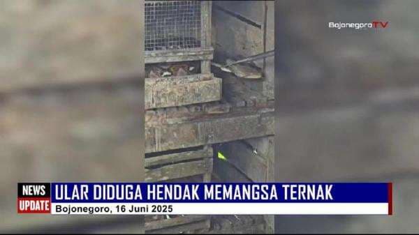 Saat Petugas Damkarmat Bojonegoro Evakuasi Ular Besar di Kendang Ternak Warga