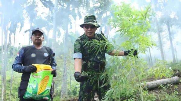 BNN Kota Lhokseumawe Musnahkan 1,5 Ton Ganja  di Aceh Utara