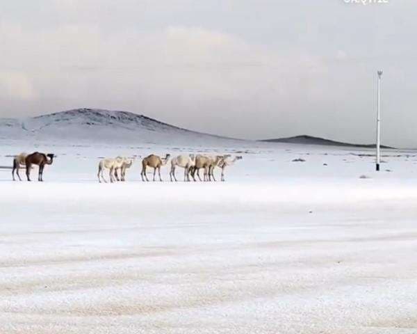 Viral, Hujan Salju di Arab Saudi Ubah Gurun Jadi Putih Berselimut Kristal Es