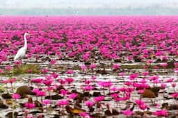 9 Pesona Alam Manggarai Timur, Ada Bunga Lotus Raksasa Kedua setelah India