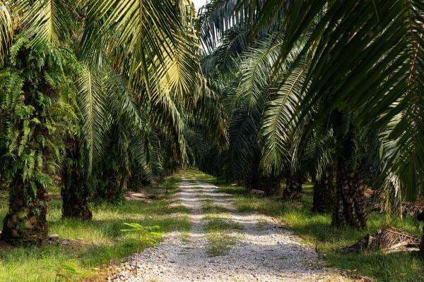 Daftar 10 Provinsi Penghasil Kelapa Sawit Terbesar di Indonesia