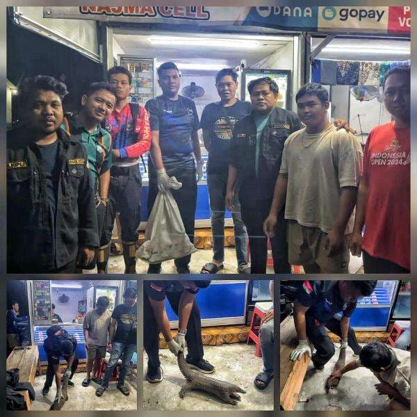 Trenggiling Nyasar ke Permukiman Warga di Katingan, Dievakuasi Mahasiswa KKN dan Karang Taruna