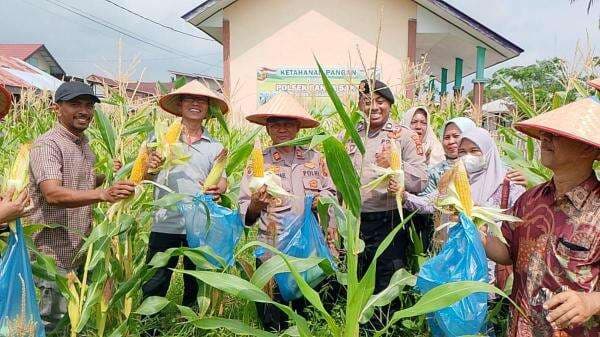 Polsek Banda Sakti Panen Perdana Jagung Ketahanan Pangan, Wujud Dukungan Terhadap Program Nasional