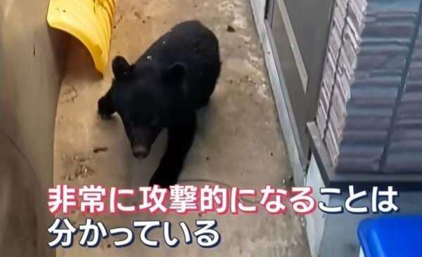 Serangan Beruang Makin Ganas di Jepang, Incar Orang di Toilet Umum