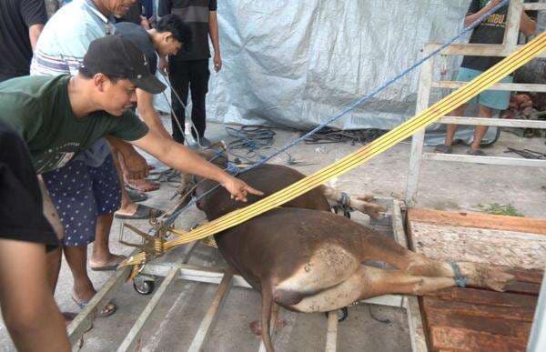 LDII NTT Kurban 100 Ekor Hewan, Bagikan ke Warga Sekitar