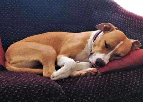 Video Anjing Dikuliti Hidup-Hidup Viral, Kapolres Sragen Pastikan Bukan Terjadi di Sragen