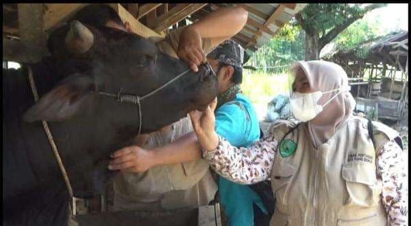 7 Ciri Hewan Kurban Sehat, Penting sebelum Beli dan Disembelih Lebaran Iduladha