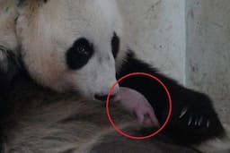 Penampakan Satrio Wiratama, Bayi Panda Pertama yang Lahir di Indonesia