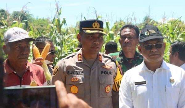 Polres Sumba Timur Gelar Panen Raya Jagung, Dukung Ketahanan Pangan Nasional Polres Sumba Timur Gelar Panen Raya Jagung, Dukung Ketahanan Pangan Nasional