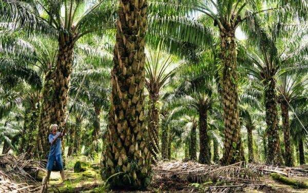 BPDP Targetkan Peremajaan Sawit Rakyat 120 Ribu Hektare di 2026