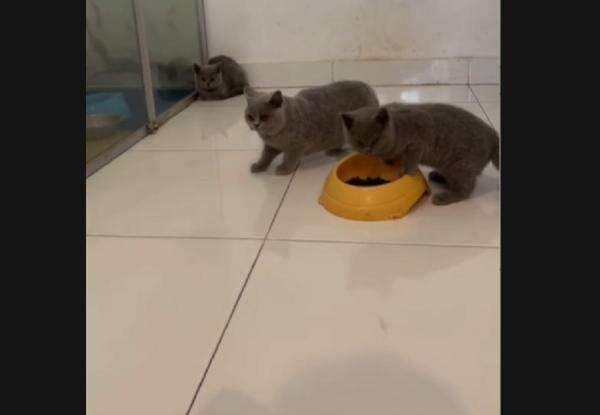 Ini Jenis dan Harga Fantastis Kucing Uya Kuya yang Ikut Diambil Massa