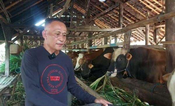 Lapak Hewan Kurban Milik Narsun di Dukuh Siali Ali Desa Surajaya Ramai Pembeli Menjelang Idul Adha