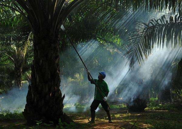 Saham Sampoerna Agro (SGRO) Menguat usai Pengendali Angkat Kaki