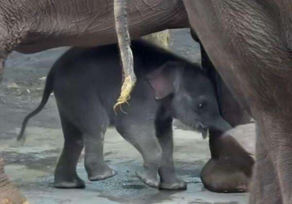 Populasi Gajah Sumatera Bertambah, Diah Lahir di Batu Secret Zoo