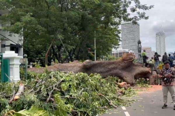 Pohon Tumbang di Dekat Bundaran Senayan, Jalur Blok M Arah Sudirman Ditutup Sementara