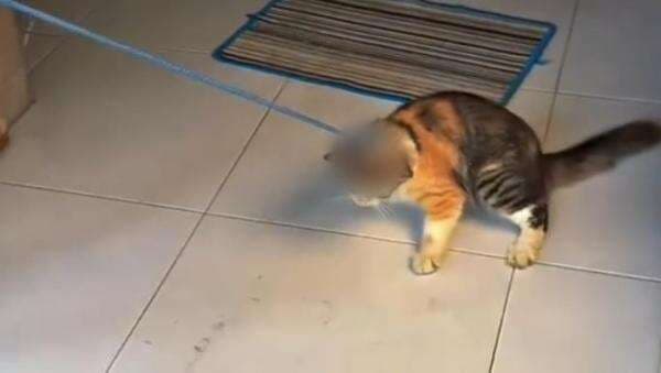 Viral! Remaja di Tulungagung Seret Kucing Oyen untuk Parodi Hewan Kurban