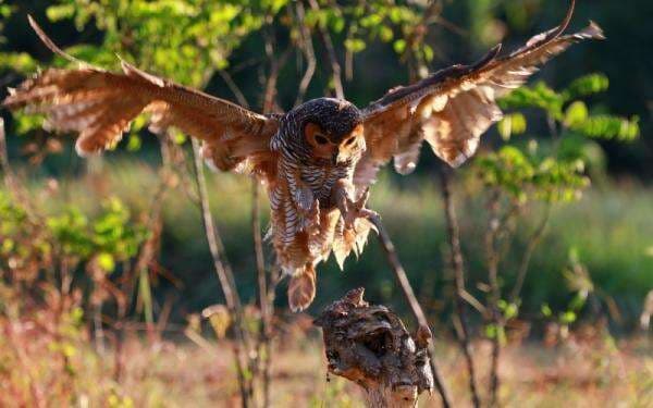 Prabowo Akan Beli 1.000 Burung Hantu untuk Basmi Hama Tikus Sawah