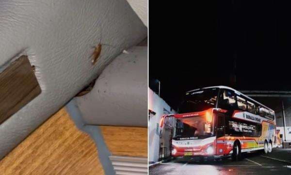 Bus Ada Kecoa dan Izin Kedaluwarsa, PO Rosalia Indah: Perizinan Sudah Terbit Sistem Belum Update