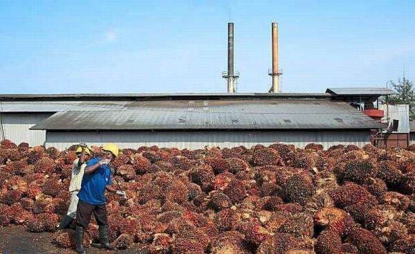 10 Negara Penghasil CPO Terbesar di Dunia, Indonesia Jawara Nomor Berapa?