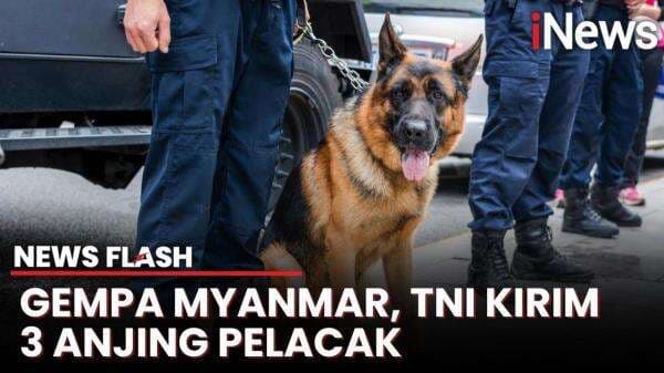 Naik Hercules, TNI Kirim Anjing Pelacak Bantu Pencarian Korban Gempa Myanmar