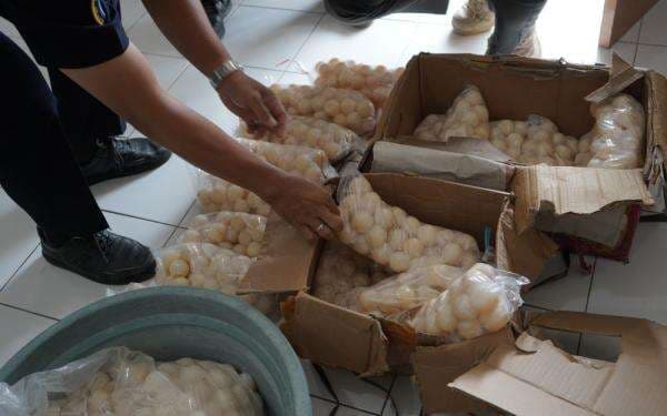 KKP Ungkap Penyelundupan 1.950 Telur Penyu dan Amankan Dua Kapal Asing