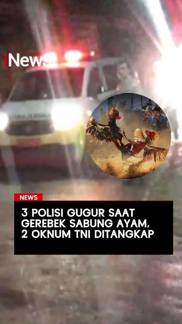 3 Polisi Gugur saat Gerebek Judi Sabung Ayam di Way Kanan, 2 Oknum TNI Ditangkap
