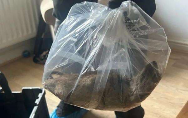 Jumbo! Tikus Seukuran Kucing dengan Panjang 55 Cm Ditemukan di Inggris