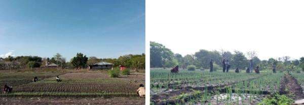 Lelaki Sepuh dan Perempuan Perkasa dari Kampung ini, Bertarung Sikapi Perubahan Iklim Sumba Timur_2