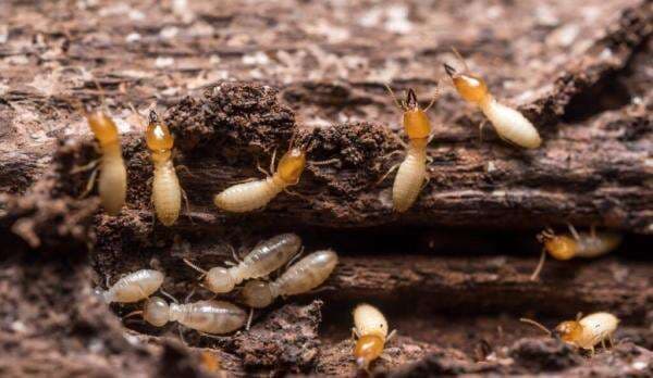 3 Cara Jitu Atasi Rayap di Rumah, Tak Perlu Mahal!