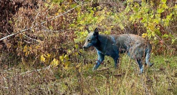 Studi: Anjing di Chernobyl Alami Evolusi Cepat Akibat Radiasi Nuklir?