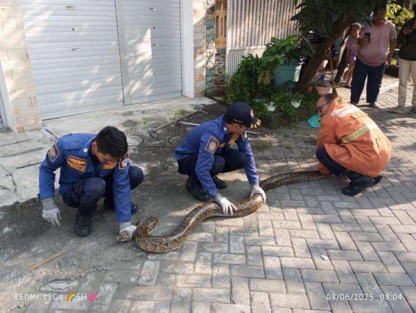 Panik! Ular Piton Nongol di Taman Depan Rumah, Warga Berhamburan