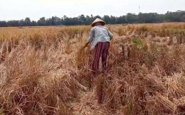 BPS Peringatkan Risiko Gagal Panen di Akhir 2025 Imbas Cuaca Ekstrem Terutama di Sumatera BPS Peringatkan Risiko Gagal Panen di Akhir 2025 Imbas Cuaca Ekstrem Terutama di Sumatera