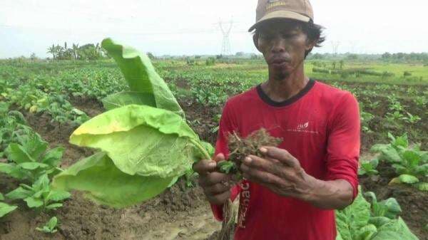 Diterjang Hujan Deras, Belasan Hektare Tanaman Tembakau di Bojonegoro Layu dan Mati