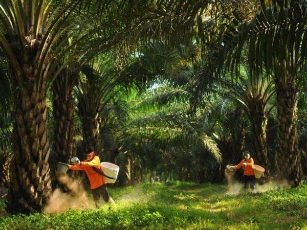 Berganti Pengendali, Analis Soroti Prospek dan Potensi Premium Tender Offer SGRO