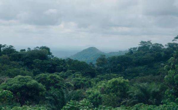 Kemenhut Mau Bangun Pasar Karbon Terkoordinasi di RI, Begini Caranya