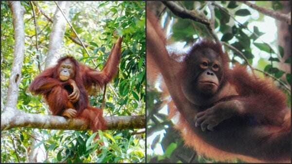 Alasan Platform Kitabisa Galang Dana untuk Orangutan di Kalimantan Barat