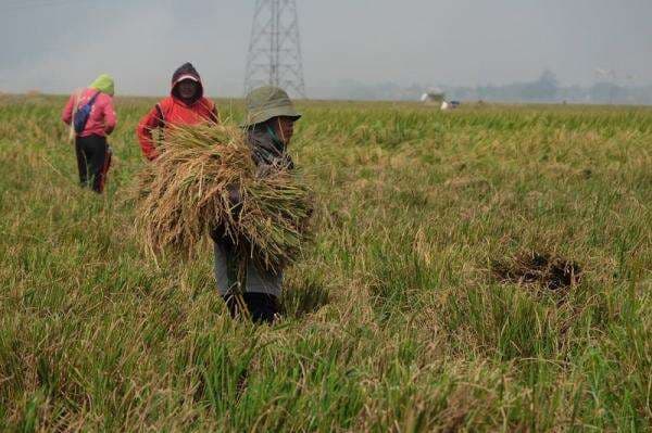 Serapan Bulog Naik 2.000 Persen, Pengamat Sebut Mentan Amran Bertangan Dingin