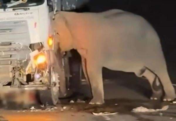 Muncul ke Publik, Sopir Truk Penabrak Anak Gajah di Malaysia Terus Dihantui Rasa Bersalah
