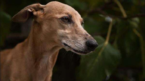 Viral Anjing Dikuliti Hidup-Hidup, DPR Minta Polisi Turun Tangan!