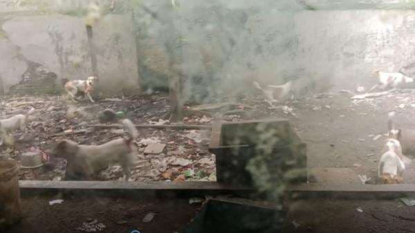 Pria di Surabaya Ditemukan Tewas Mengenaskan, Jasad Diduga Dimakan 10 Anjing Peliharaannya