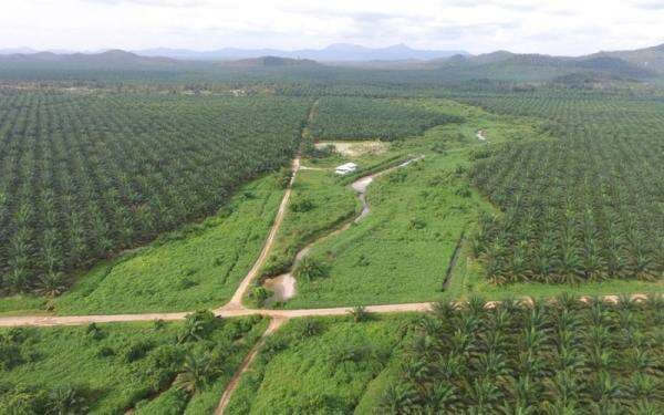 Ada Update dari Austindo Nusantara Jaya (ANJT), Telisik Detailnya