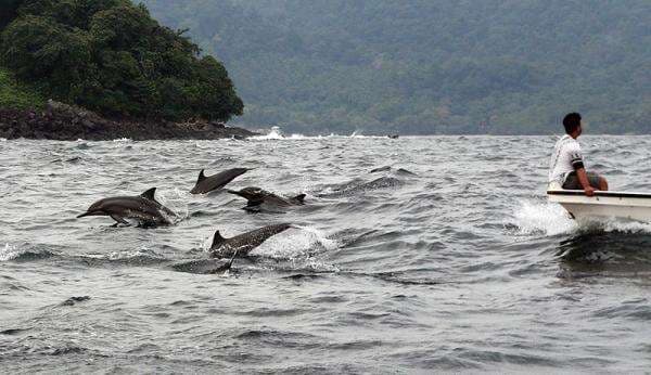 Viral 8 Lumba-Lumba Terdampar di Asahan, Dievakuasi ke Laut Pakai 3 Perahu