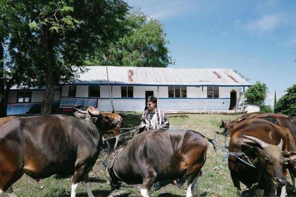 Intip Momen Atta Halilintar Berkurban di Pelosok NTT Intip Momen Atta Halilintar Berkurban di Pelosok NTT