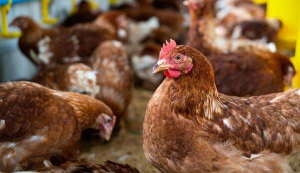 3 Arti Ayam Berkokok Jam 1 Malam Menurut Primbon dan Mitos 